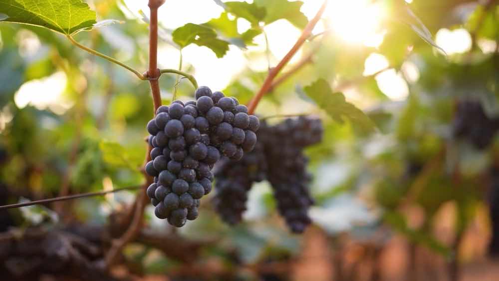 Beer, Wine & Coffee Trails