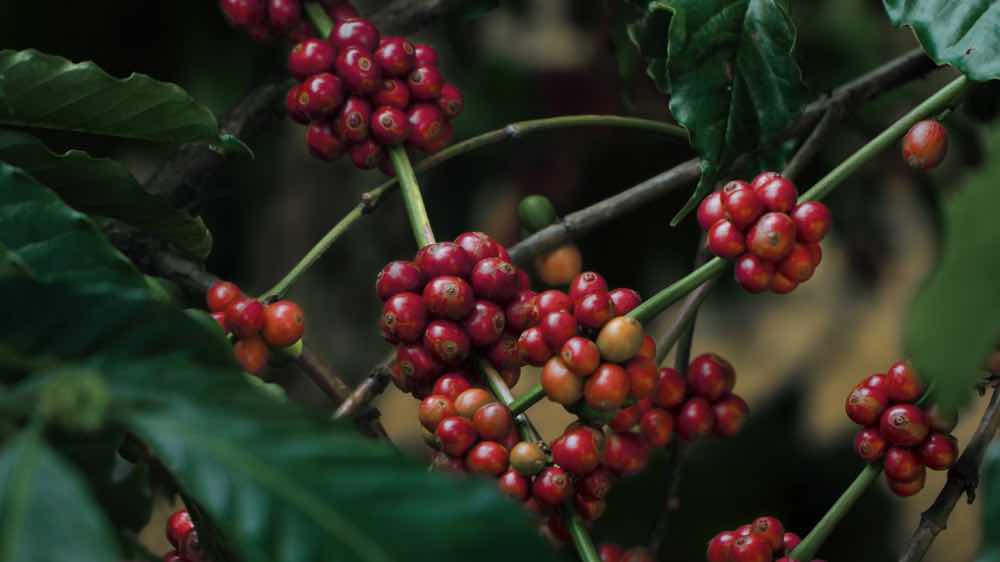 Beer, Wine & Coffee Trails