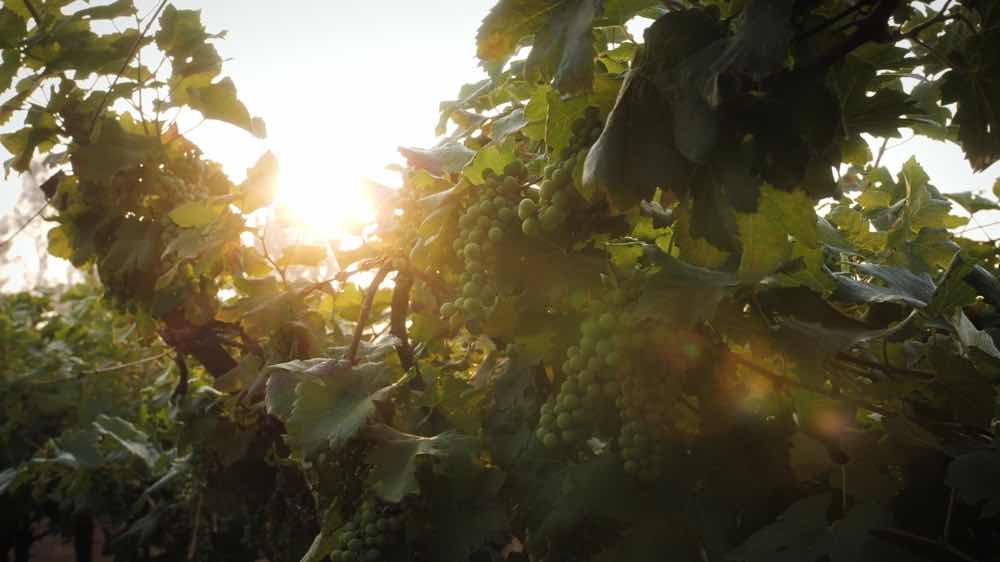 Beer, Wine & Coffee Trails