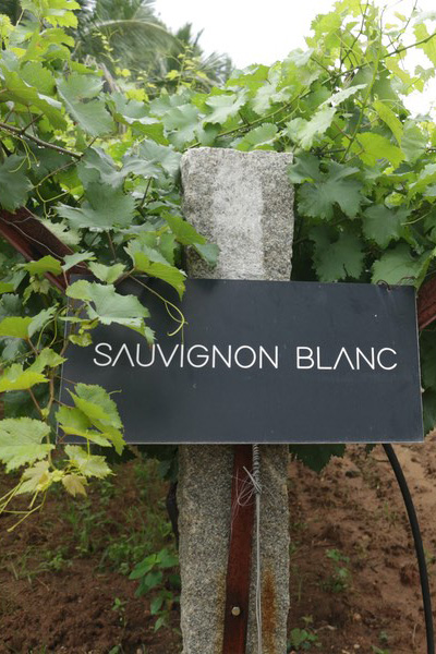 Wine tour & Wine tasting
